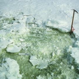 Green Snow Algae on Nutrient Enriched Snow Close to Adélie Penguin Rookery