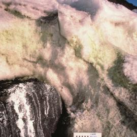 Green Snow Algae in Coastal Snow Drift