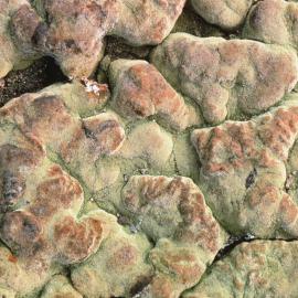 Close-up of Rich Growths of Moss at a Well-Irrigated Site at Edmonson Point