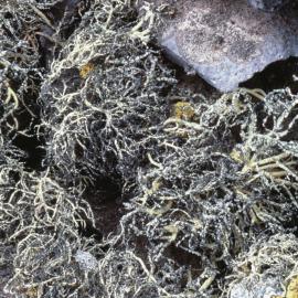 Usnea Sp: Lichen with a bushy structure growing on stones 