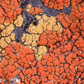 Close-up of rich growths of colourful crustose lichens growing on a rock  