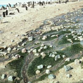 Rich growths of the green nitrophilous algae prasiola crispa growing in water preculation  