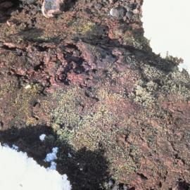 Moss- Campylopus pyriformis two brown blue-green algae crust 