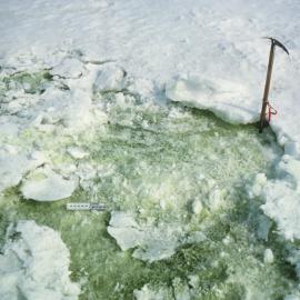 Green snow algae on nutrient-enriched snow 