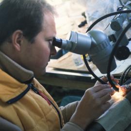 Physiology of Antarctic Fish 