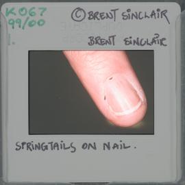 Springtails on nail 