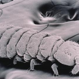 Scanning electron micrograph of Antarctic springtail 
