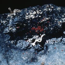 Aggregation of the Red Mite 