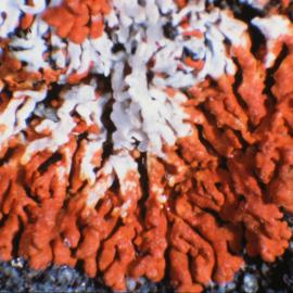 Close up of an Orange Crustose Lichen, Edward VII Peninsula region, Marie Byrd Land
