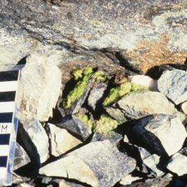 Colony of Green Alga growing amongst stones on a rock ledge, Edward VII Peninsula region, Marie Byrd Land