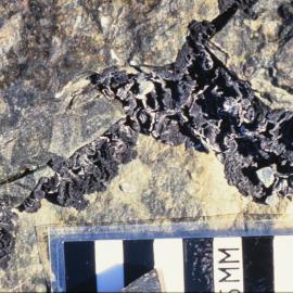 Lichen Umbilibaria growing along a crevice in rock at Nunatak, Edward VII Peninsula region, Marie Byrd Land