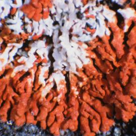 Close up of an Orange Crustose Lichen, Edward VII Peninsula region, Marie Byrd Land