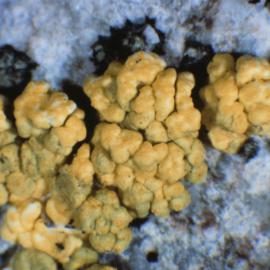 Close up of a Yellow Crustose Lichen, Edward VII Peninsula region, Marie Byrd Land
