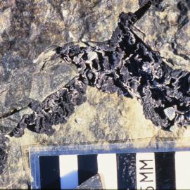 Lichen Umbilibaria growing along a crevice in rock at Nunatak, Edward VII Peninsula region, Marie Byrd Land
