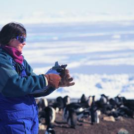 ITN Media Visit:  Fiona Hunter, K063, Cape Bird Penguin Colony
