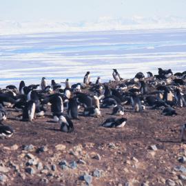 ITN Media Visit: Cape Bird Adelie Penguin colony
