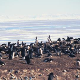 ITN Media Visit: Cape Bird Adelie Penguin colony