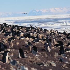ITN Media Visit: Cape Bird Adelie Penguin colony