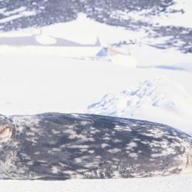 Weddell Seal at Cape Evans
