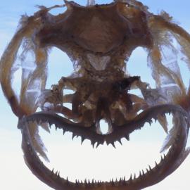 Dissostichus mawsoni Skull (Antarctic Toothfish)