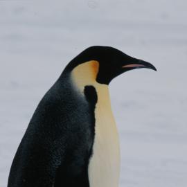 Emperor Penguin