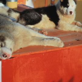 Huskies Murray & Scottie sun-bathing 