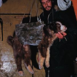 Weighing the pups, Leo and P Otway