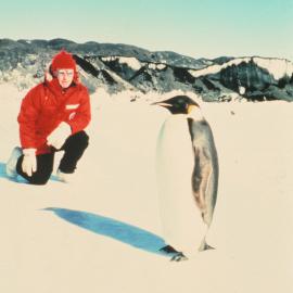 Emperor Penguin 