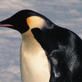 Emperor Penguin
