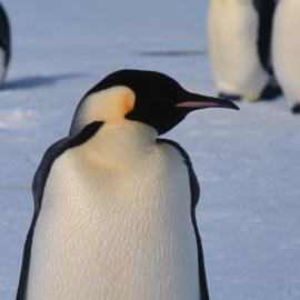 Emperor Penguin