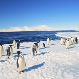 Emperor Penguins