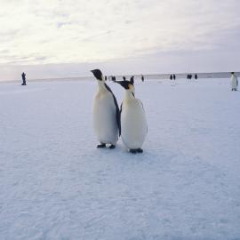Emperor Penguins on the sea ice