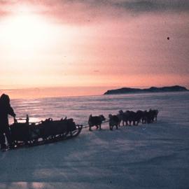 Spring sledging training for dogs