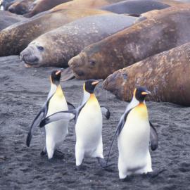 Elephant seals and King penguins, Macquarie Island
