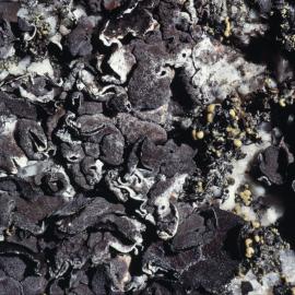 Lichens- Marie Byrd Land