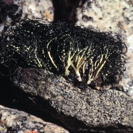 Lichen, Marie Byrd Land