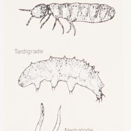 Diagram - Antarctica's terrestrial ecosystem