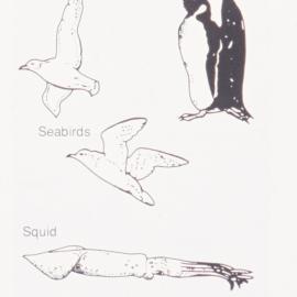 Diagram - Antarctica's marine ecosystem