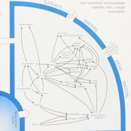 Diagram - Antarctica's marine ecosystem