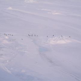 Adelie Penguins coming in from the sea
