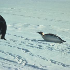 Emperor Penguins