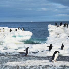 Adelie Penguins