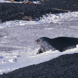 Weddell seal at Cape Evans
