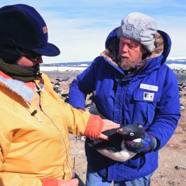 Media visit, The Dominion at Cape Bird with Kerry Barton & Peter Wilson (K122)