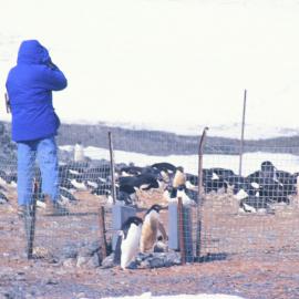 Media visit- The Dominion, Penguin weigh bridge at Cape Bird