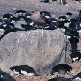 Skua surrounded by Adelie Penguins