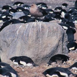 Skua surrounded by Adelie Penguins