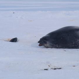 Weddell Seals