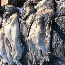 Emperor Penguin carcases