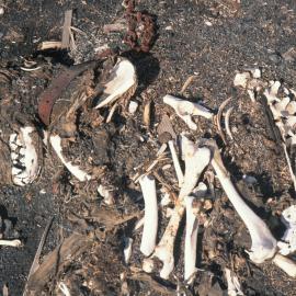 Bones on the beach, Huskies left behind